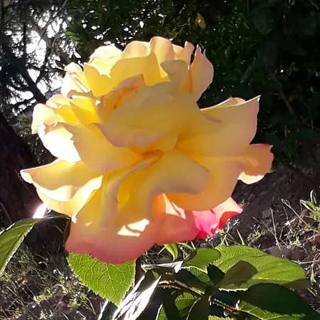 Hakuna Matata Andria