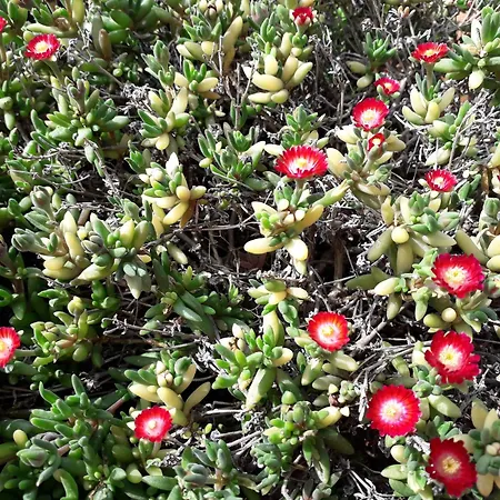 Vila Hakuna Matata *