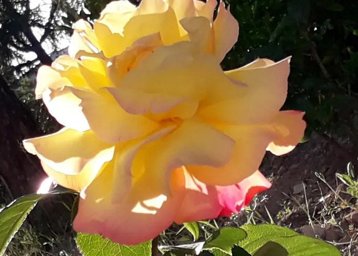 Hakuna Matata 안드리아