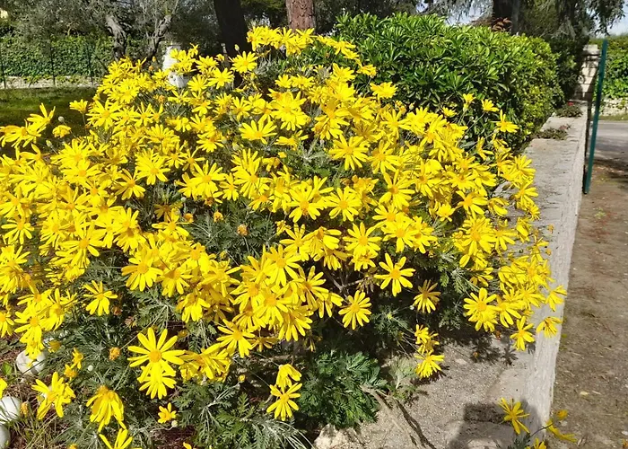 Hakuna Matata 빌라